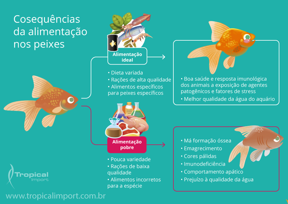 Erros e acertos na alimentação dos peixes ornamentais